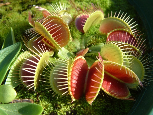 venus-flytrap-facts-for-kids