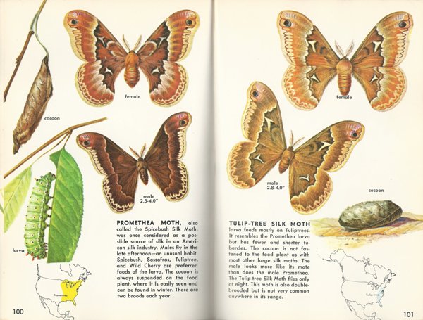 Book Review Butterflies And Moths A Guide To The More
