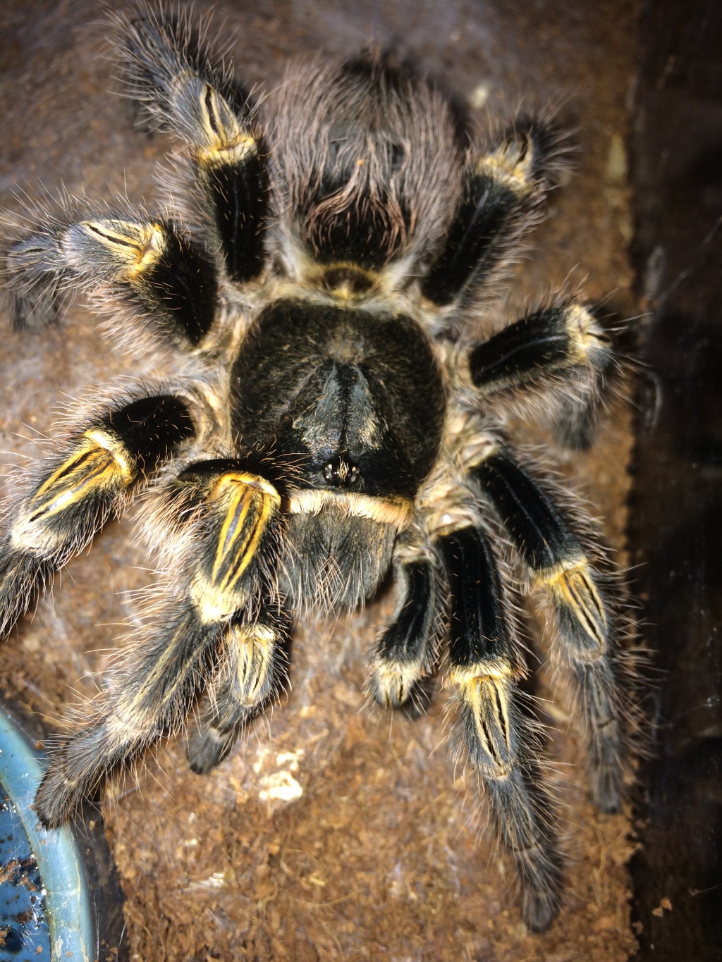 The Highly Underrated Grammostola pulchripes, the Chaco Golden Knee