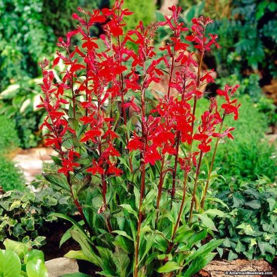 lobelia-cardinalis-cardinal-flower__72388.1532735272.1280.1280