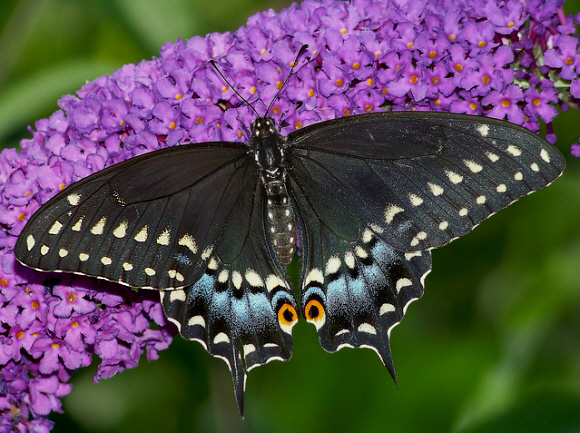 PapiliopolyxenesFSM-001a