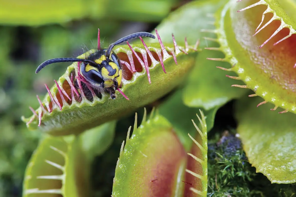 Jaws of the Wetlands: Exploring the Fascinating World of the Venus Flytrap Plant
